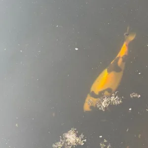 4 Koi Carp - Image 8