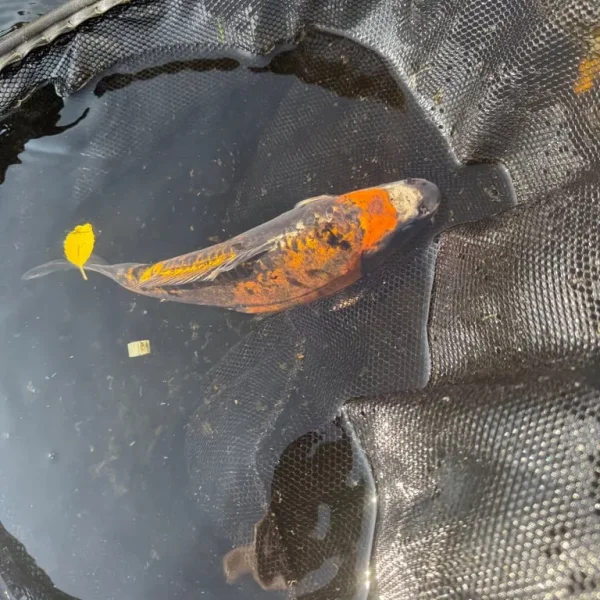 4 Koi Carp