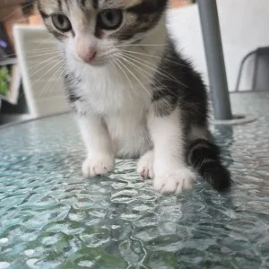9-week-old kittens - Image 2