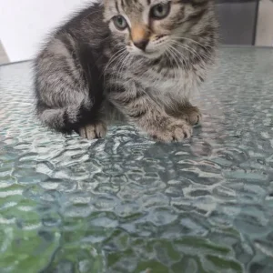 9-week-old kittens - Image 3