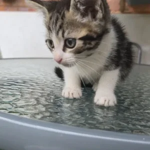 9-week-old kittens - Image 4