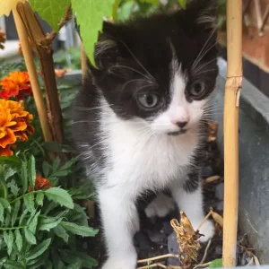 9-week-old kittens