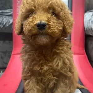 KC Registered Red Miniature Poodle Puppies - Image 2