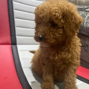 KC Registered Red Miniature Poodle Puppies - Image 3