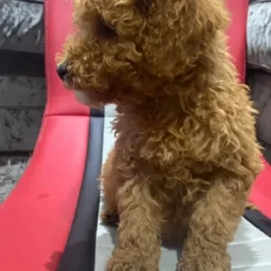 KC Registered Red Miniature Poodle Puppies - Image 4