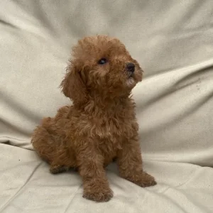 KC Registered Red Miniature Poodle Puppies - Image 5