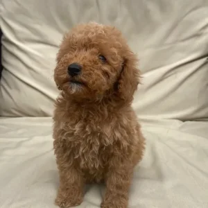 KC Registered Red Miniature Poodle Puppies - Image 6
