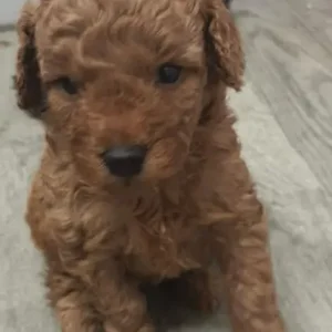 KC Registered Red Miniature Poodle Puppies - Image 7