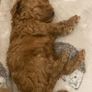 KC Registered Red Miniature Poodle Puppies - Image 8