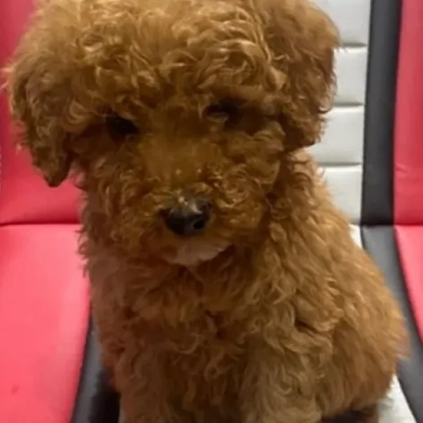 KC Registered Red Miniature Poodle Puppies