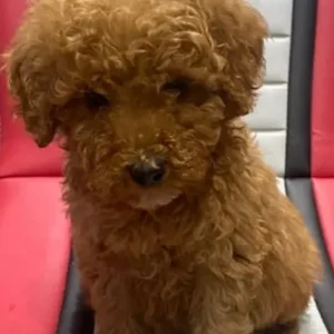 KC Registered Red Miniature Poodle Puppies