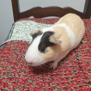 Guinea pig - Image 2