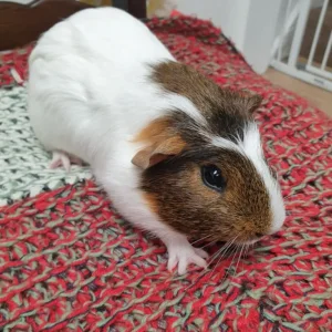 Guinea pig - Image 3