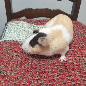 Guinea pig - Image 4