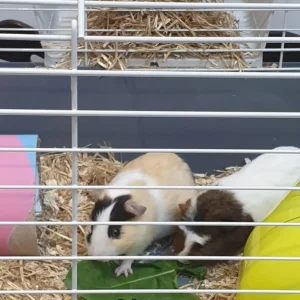 Guinea pig - Image 5