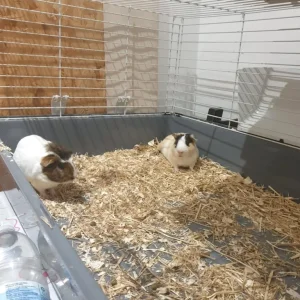 Guinea pig - Image 6