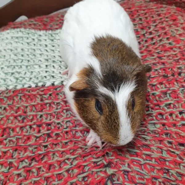Guinea pig