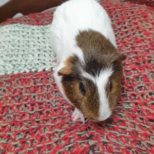 Guinea pig