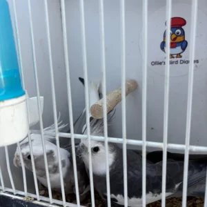 Cockatiels - Image 2