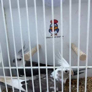Cockatiels - Image 3