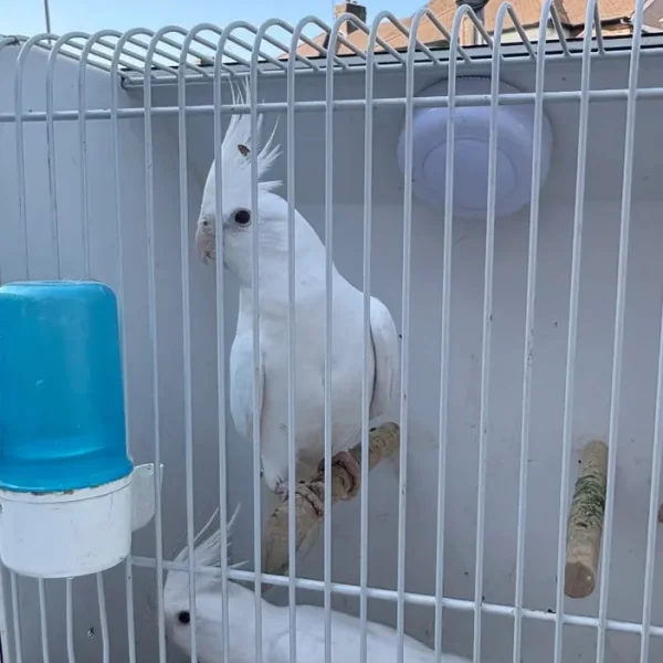 Cockatiels