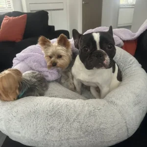 French bulldog - Image 2