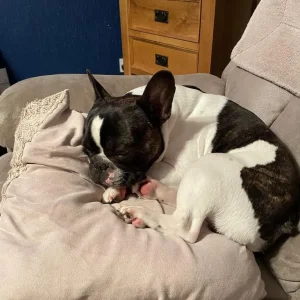 French bulldog - Image 3