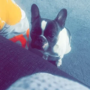 French bulldog - Image 4