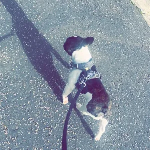 French bulldog - Image 5