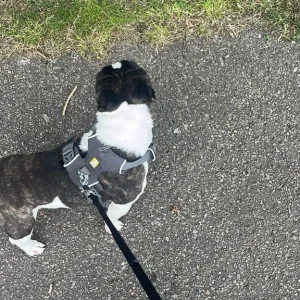 French bulldog - Image 6