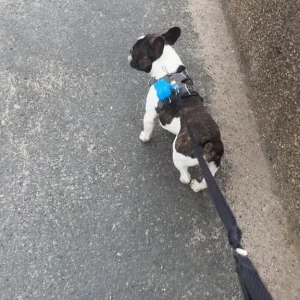 French bulldog