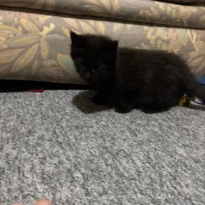 Kittens - Image 3
