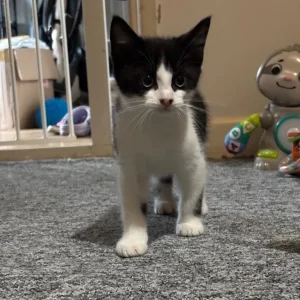 Kittens - Image 4