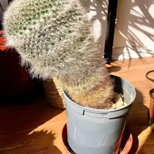 Three Mature Cacti, Healthy and Ready for a New Spot - Image 2