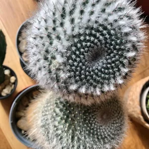 Three Mature Cacti, Healthy and Ready for a New Spot - Image 3