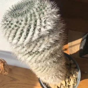 Three Mature Cacti, Healthy and Ready for a New Spot - Image 4
