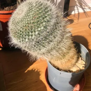 Three Mature Cacti, Healthy and Ready for a New Spot - Image 5
