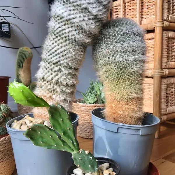 Three Mature Cacti, Healthy and Ready for a New Spot