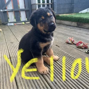 1 Left Rottweiler x German Shepherd Pup - Image 2