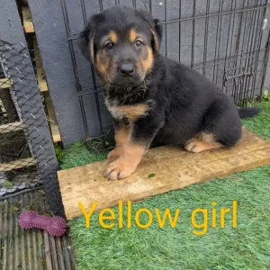 1 Left Rottweiler x German Shepherd Pup - Image 3