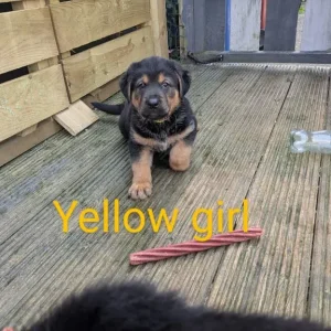 1 Left Rottweiler x German Shepherd Pup - Image 4