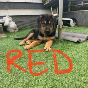 1 Left Rottweiler x German Shepherd Pup - Image 5
