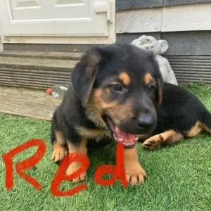1 Left Rottweiler x German Shepherd Pup - Image 6