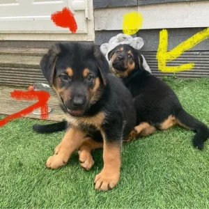 1 Left Rottweiler x German Shepherd Pup - Image 7