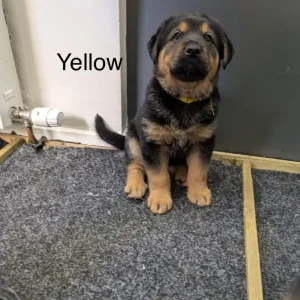 1 Left Rottweiler x German Shepherd Pup - Image 8