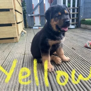 1 Left Rottweiler x German Shepherd Pup