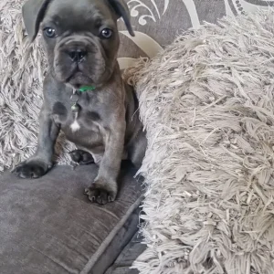 5 Frech Bulldog Puppies - Image 2