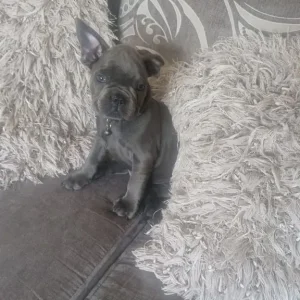 5 Frech Bulldog Puppies - Image 3