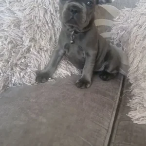 5 Frech Bulldog Puppies - Image 4