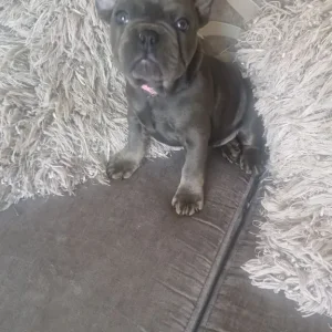 5 Frech Bulldog Puppies - Image 5